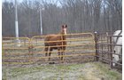 Property photo 62 - REAL ESTATE & FARM EQUIPMENT AUCTION IN ALLEN COUNTY, INDIANA